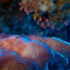 Underwater preset for diving photographers